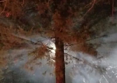Ethereal ghostly picture of a red tree. There is a white light shining through the branches.