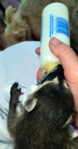 Rescue raccoon being bottle fed