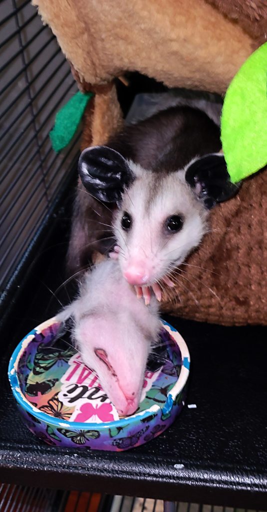 rescue opossums in a cage