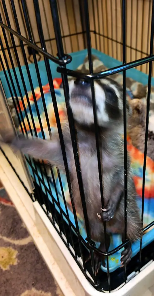 rescue raccoon in a cage