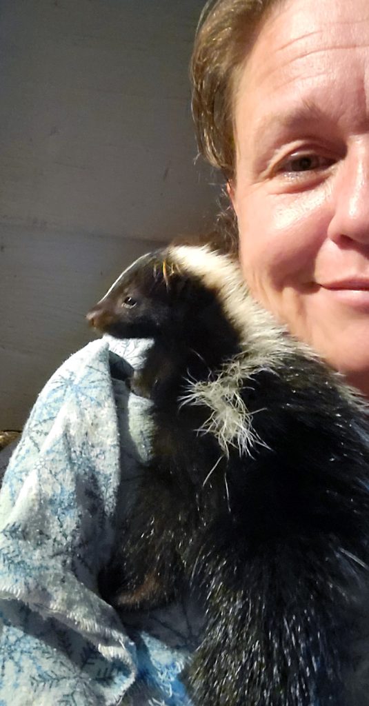 Rescue skunk held by Rebecca