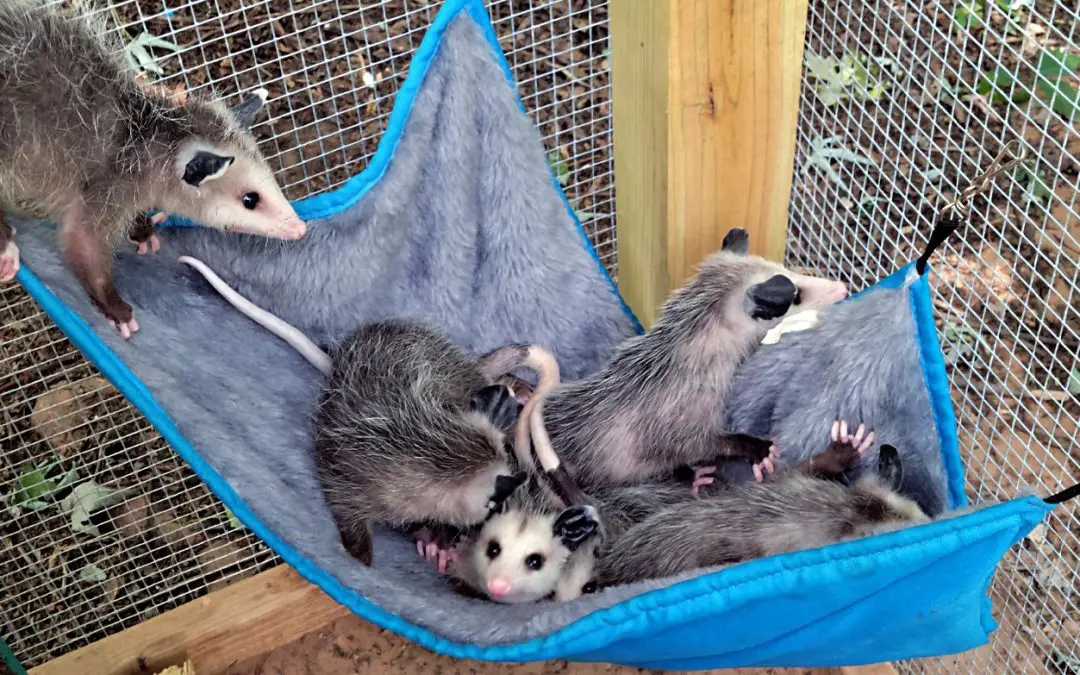 5 rescue opossums in a cloth hammock