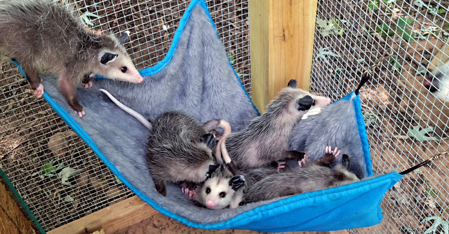 5 rescue opossums in a cloth hammock