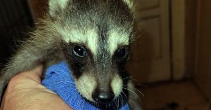 Young rescue raccoon looking at camera