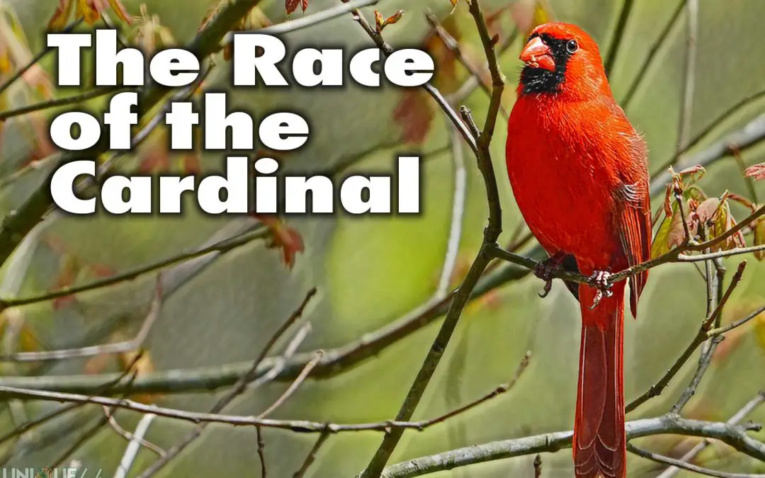 The Race of the Cardinal featured image