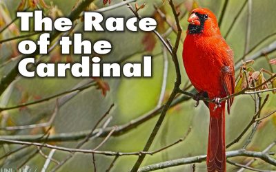 The Race of the Cardinal