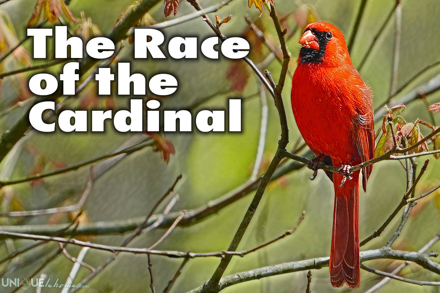 The Race of the Cardinal featured image