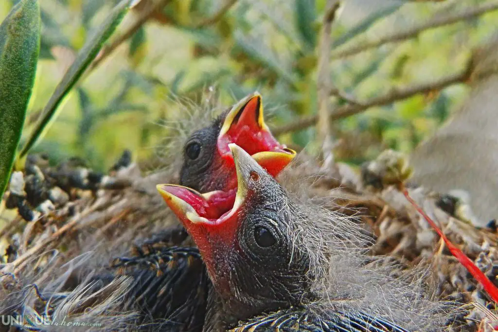 Cardinal Baby Birds in Nest