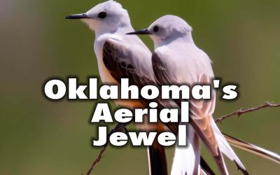 The Scissor-tailed Flycatcher: Oklahoma’s Aerial Jewel